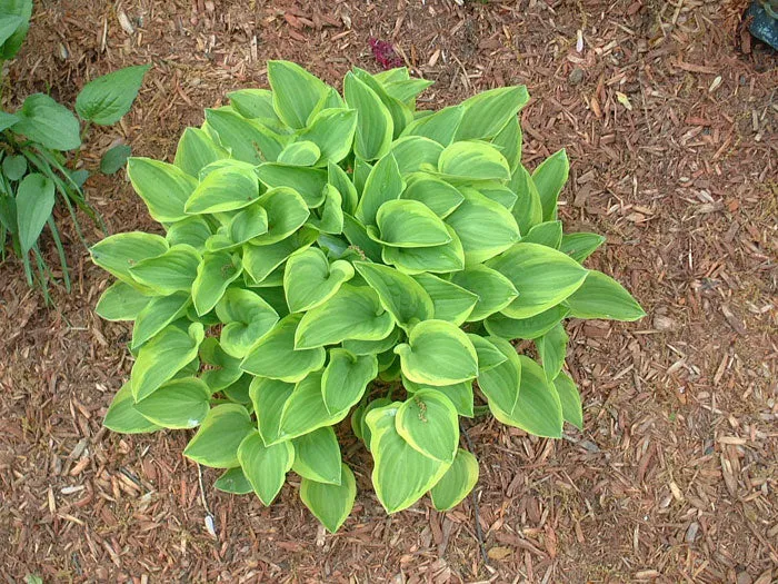 #1 hosta golden tiara